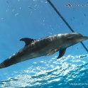 dolphin